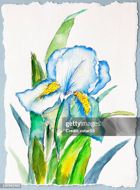original art blue iris - iris flower stock illustrations