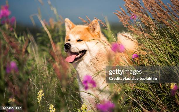 akita inu dog standing in a field - akita inu stock pictures, royalty-free photos & images