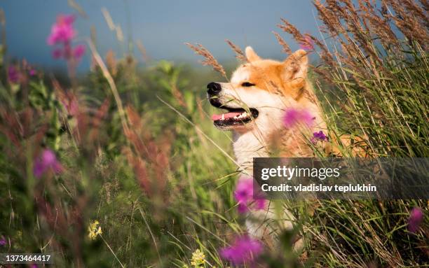 akita inu dog standing in a field - akita inu fotografías e imágenes de stock