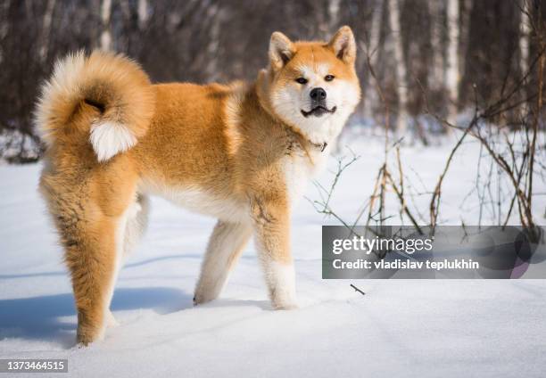 akita inu dog stands in a snowy forest kamchatka - akita inu stock pictures, royalty-free photos & images