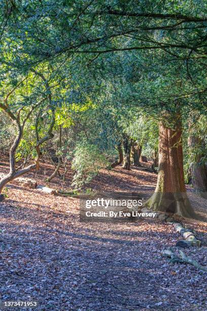 footpath through woodlands - dappled sunlight stock pictures, royalty-free photos & images