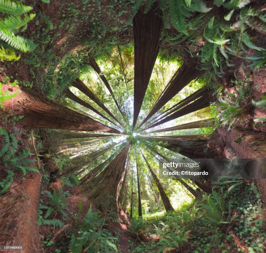 Little planet format of the Redwood Trees from below in the Redwoods State and National Parks