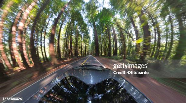 little planet format and driving through and below a redwood trees in the redwoods national and state parks - 360 fotografías e imágenes de stock