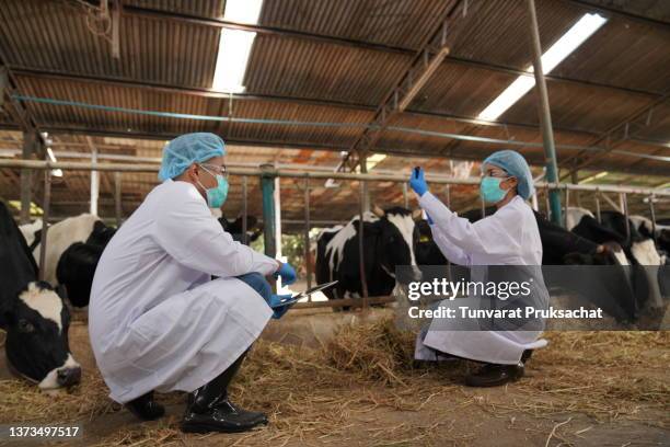 two veterinarian works on a dairy farm. - vaccination barn asian stock pictures, royalty-free photos & images