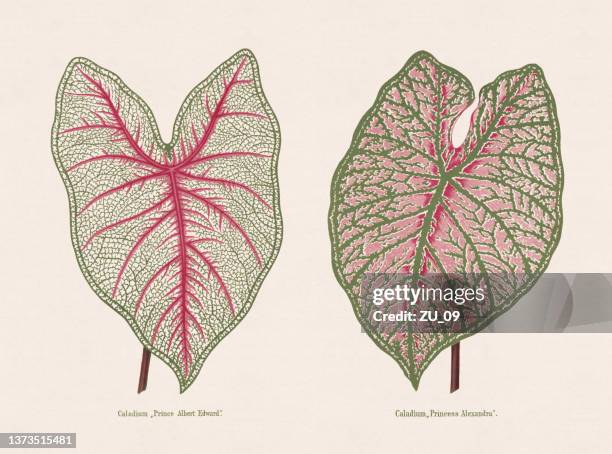 ilustraciones, imágenes clip art, dibujos animados e iconos de stock de caladium, cromolitografía, publicado en 1873 - caladium