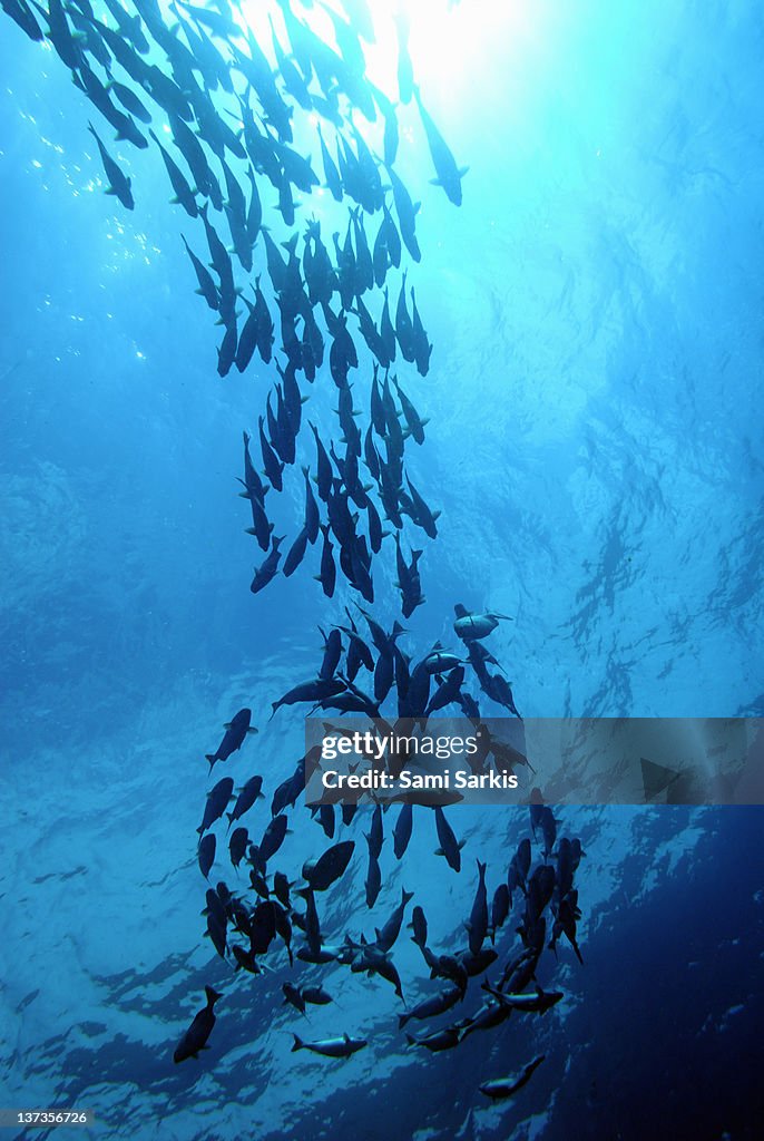 School of Cortez Sea Chub fishes, Galapagos