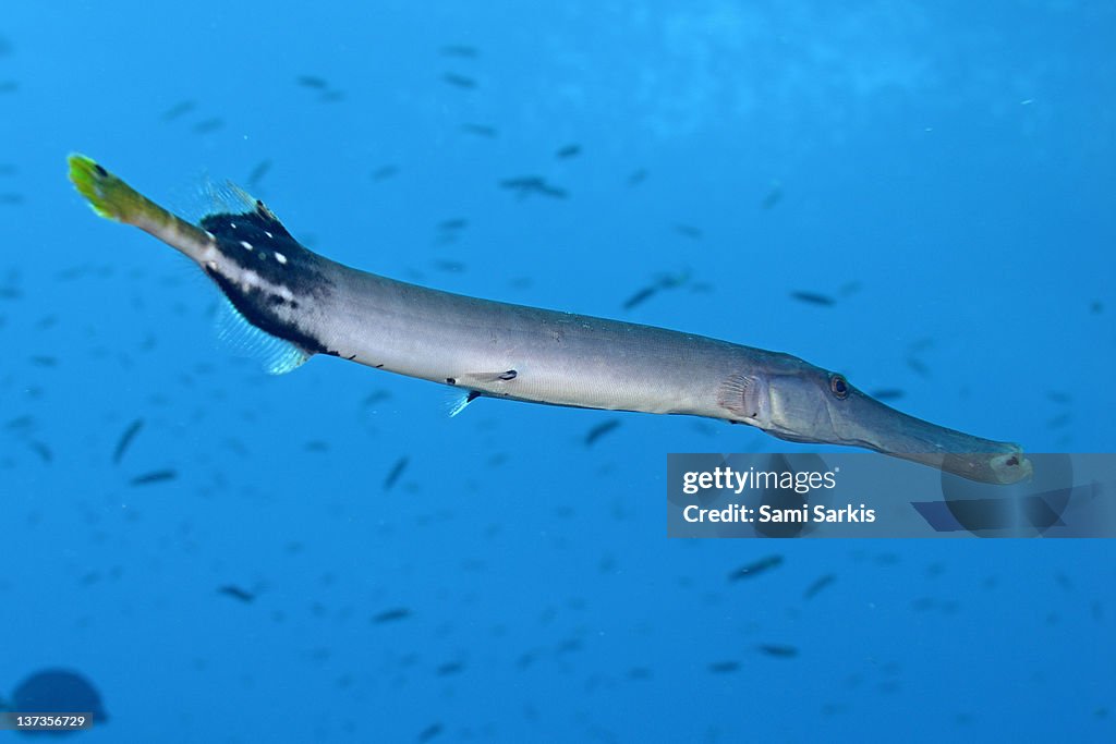 Trumpetfish (Aulostomus chinensis), Galapagos