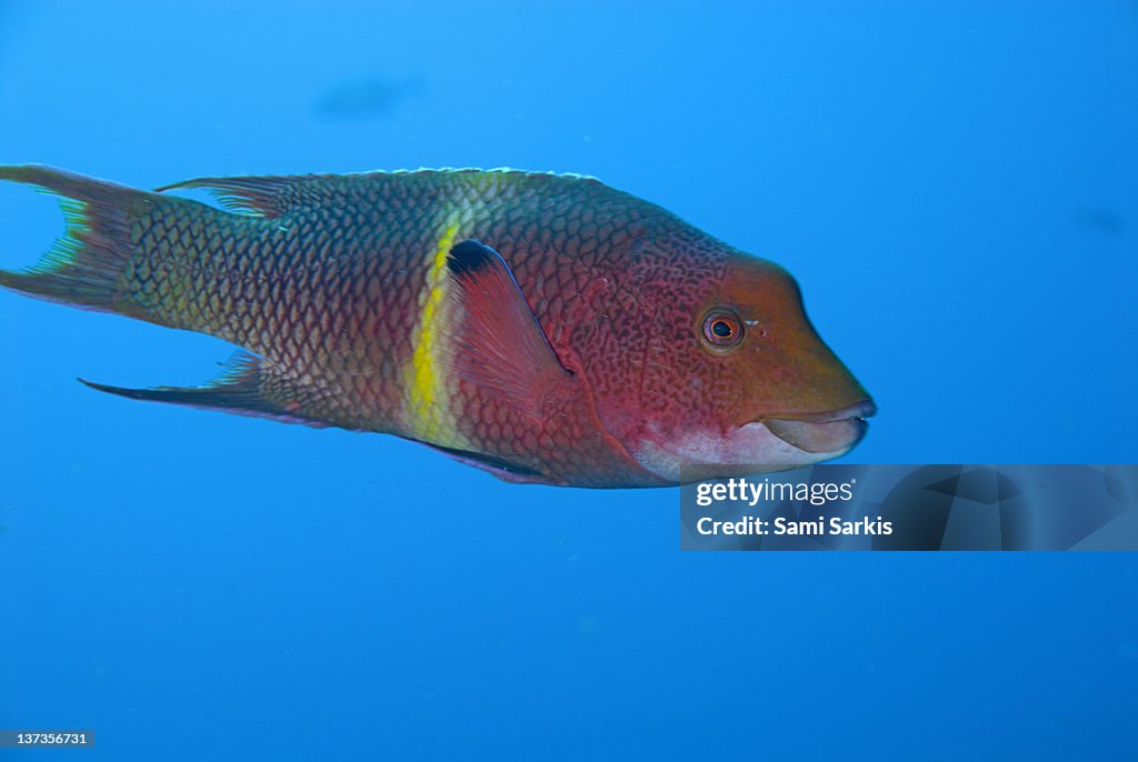 Streamer Hogfish or Mexican hogfish