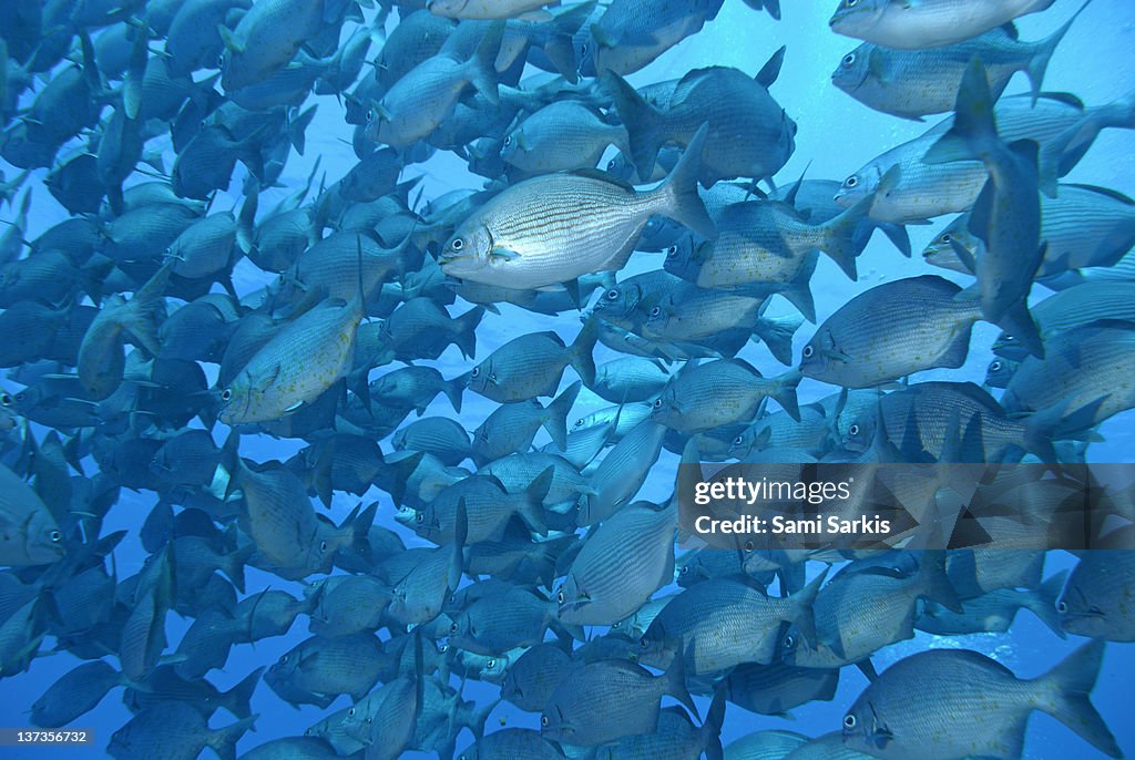 School of Cortez Sea Chub fishes, Galapagos