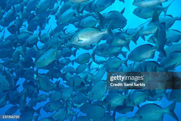 school of cortez sea chub fishes, galapagos - bermuda chub stock pictures, royalty-free photos & images