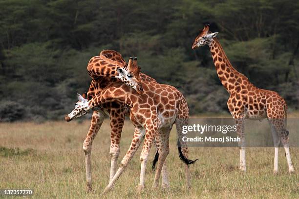 rothschild giraffes sparring - necking stock pictures, royalty-free photos & images
