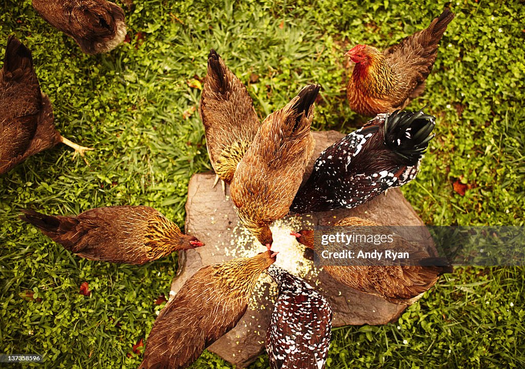 Chickens eating feed, elevated view.