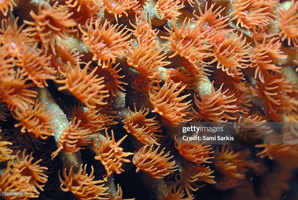 Orange Coral polyps, close-up