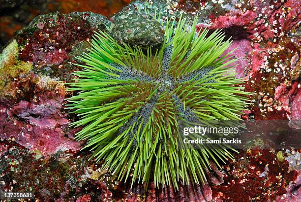 green sea urchin on rock - green sea urchin stock pictures, royalty-free photos & images