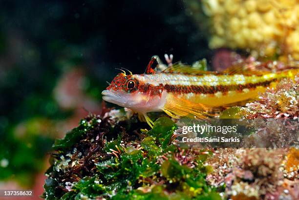 galapagos barnacle blenny on rock - blenny stock pictures, royalty-free photos & images