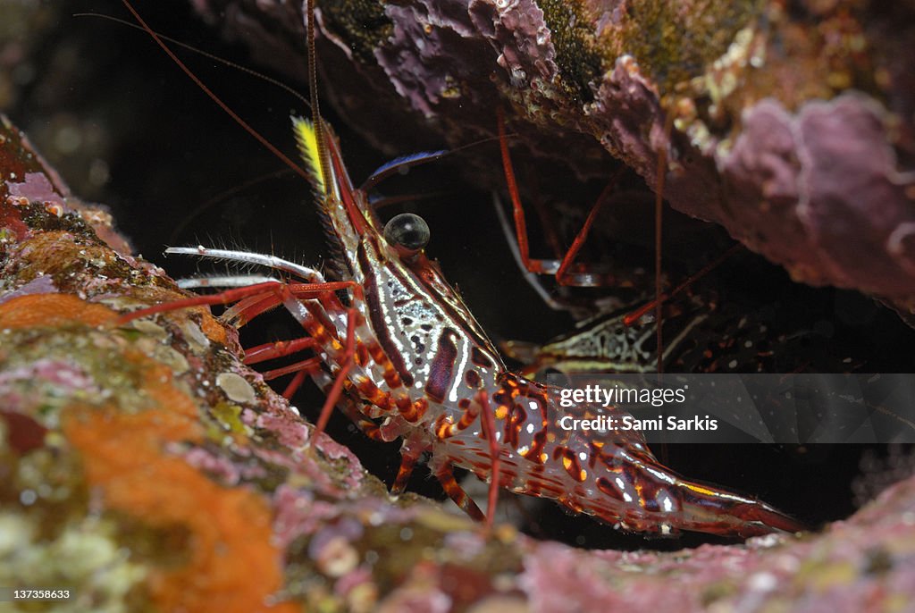 Yellow Snout Red Shrimp, close-up