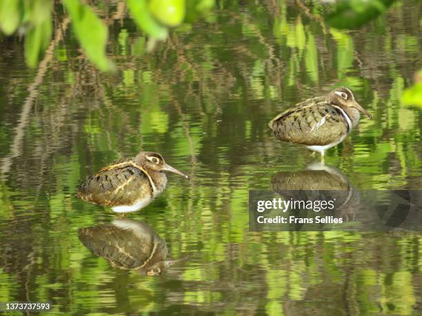 two male greater painted-snipes (rostratula benghalensis) - greater painted snipe stock pictures, royalty-free photos & images