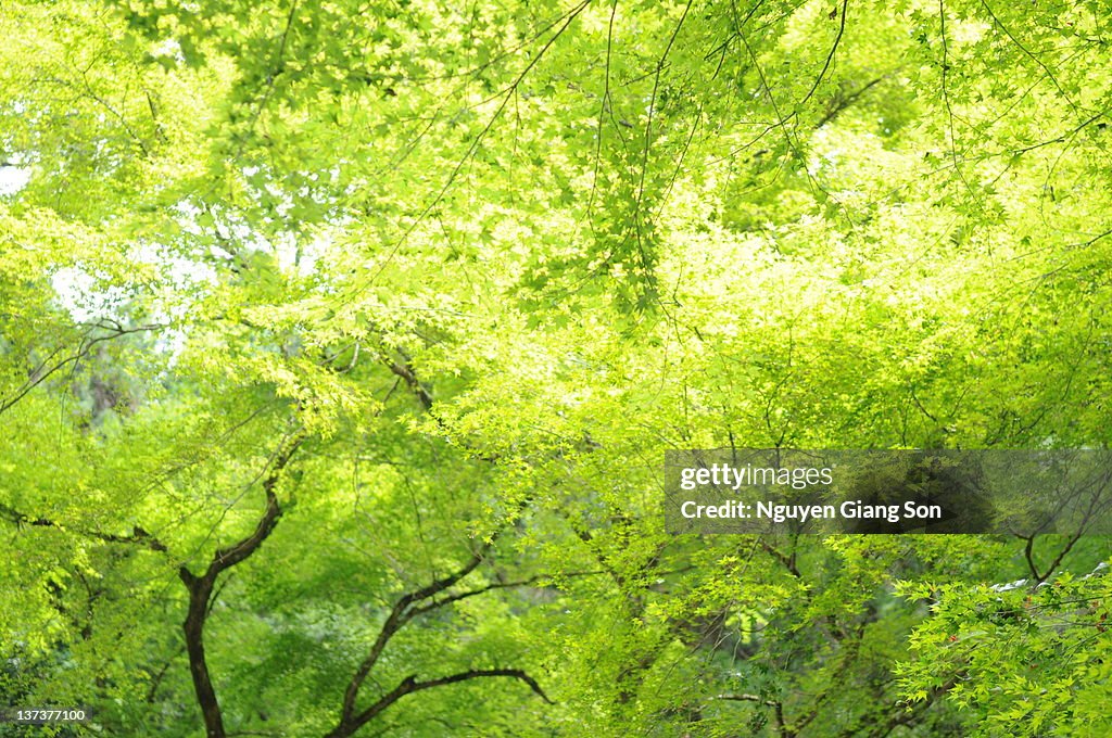 Momiji tree, Kibune