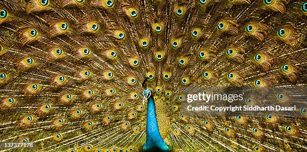 peacock, india - showing off foto e immagini stock