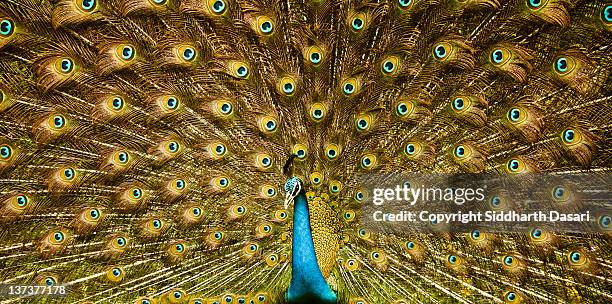peacock, india - showing off stock pictures, royalty-free photos & images
