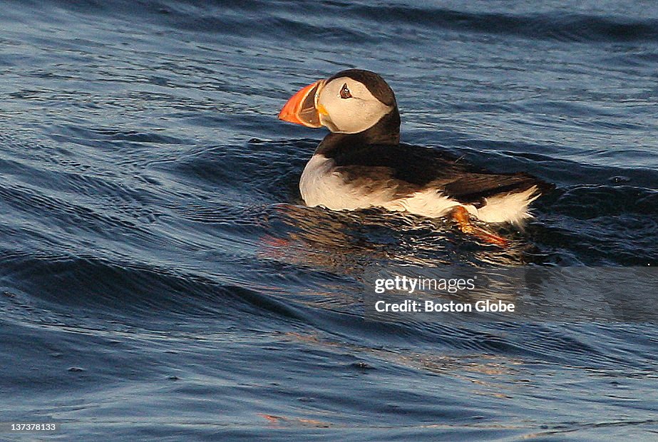 Atlantic Puffin