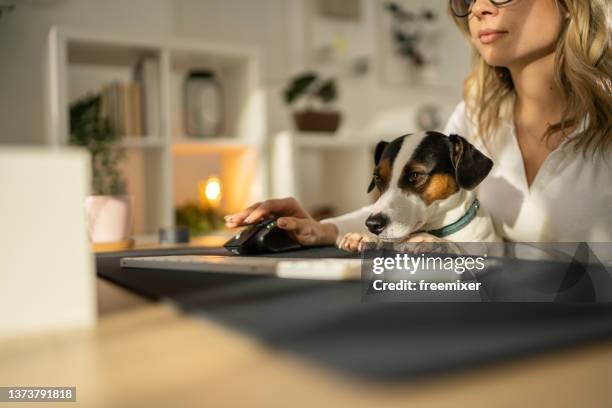 curious dog - office dog stock pictures, royalty-free photos & images