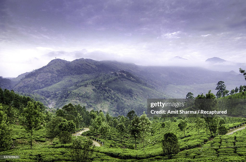 Tea plantation and hills at Munnar
