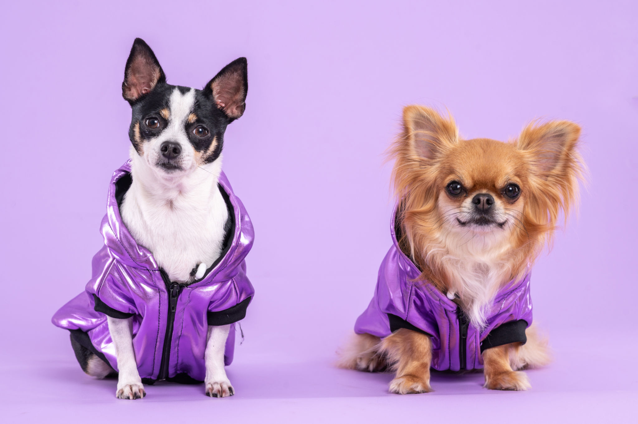 seasonal pet fashion