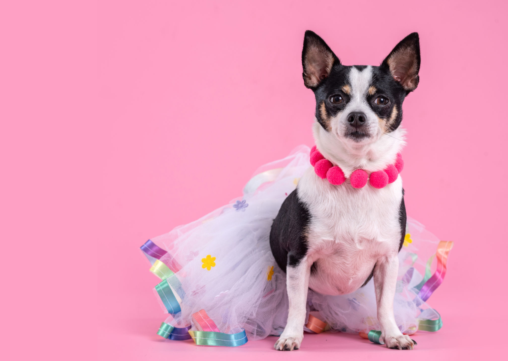 pet fashion event