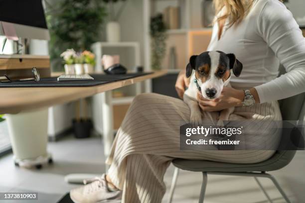 dog enjoying life - benen over elkaar geslagen stockfoto's en -beelden