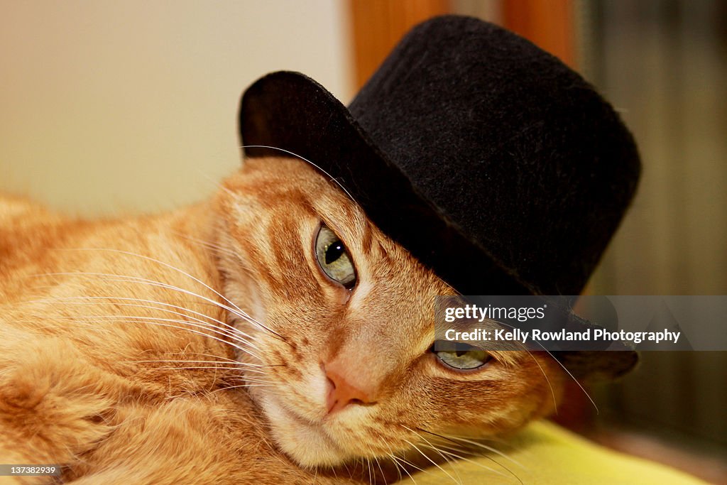 Close up of cat in hat