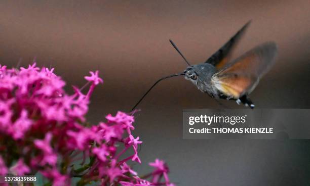 Hummingbird hawk-moth collects pollen with its proboscis on the blossom of a red valerian in Ludwigsburg, southern Germany on June 30, 2023.