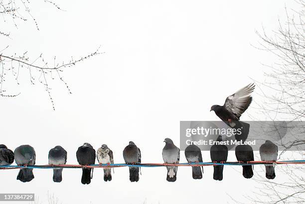 row of pigeons on wire - pigeon stock pictures, royalty-free photos & images