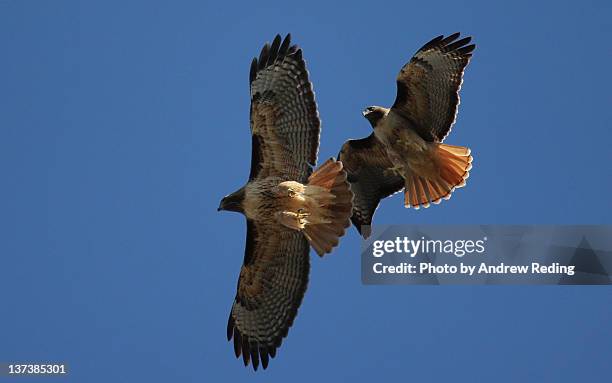 red tailed hawks overhead - roodstaartbuizerd stockfoto's en -beelden