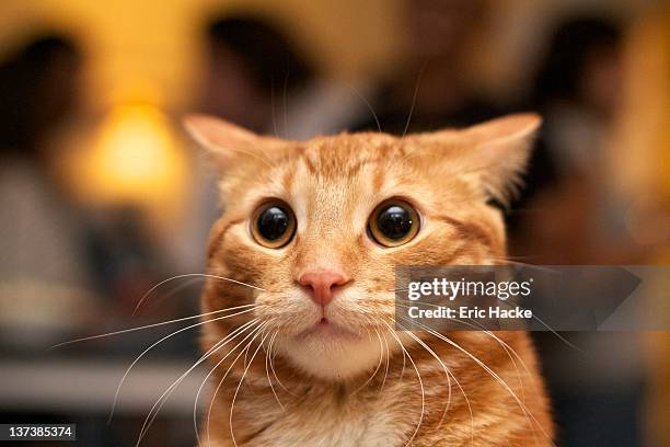 surprised cat - ginger cat stock pictures, royalty-free photos & images