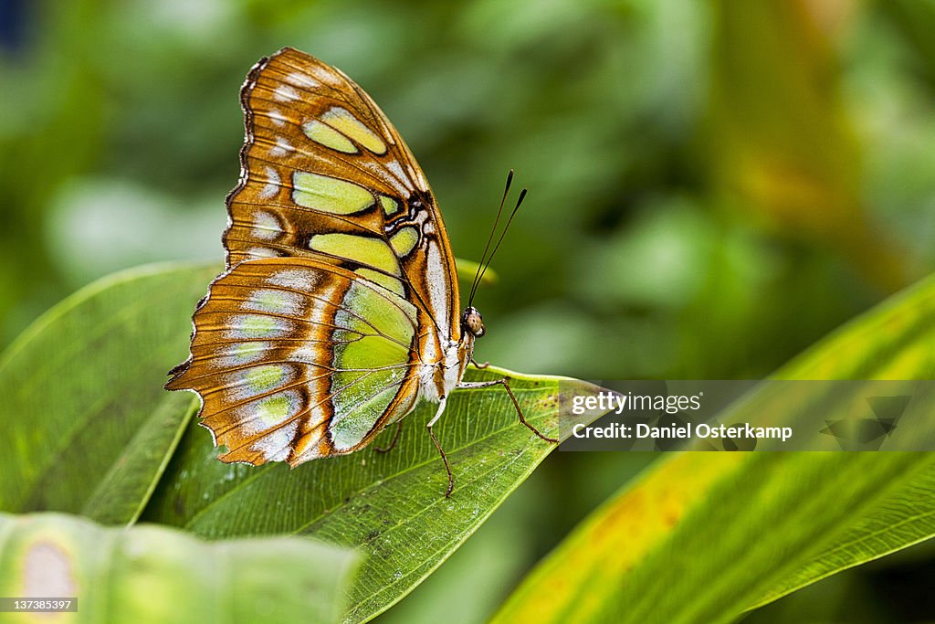 Malachite butterfly on leaf