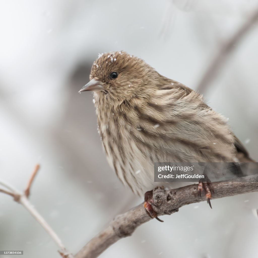 Pine Siskin Perched on a Branch in Winter