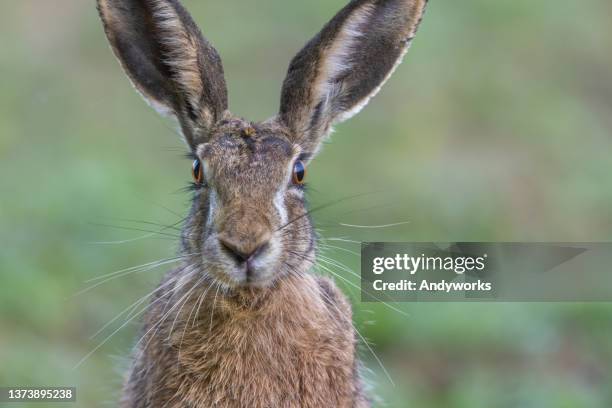 lepre europea - hare foto e immagini stock