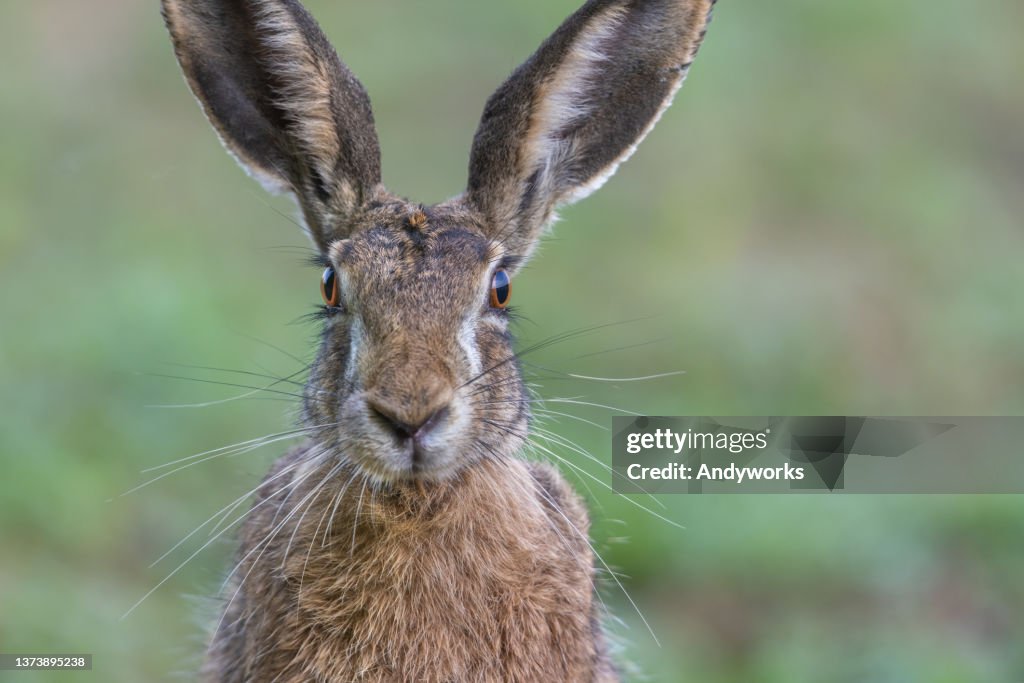 European hare