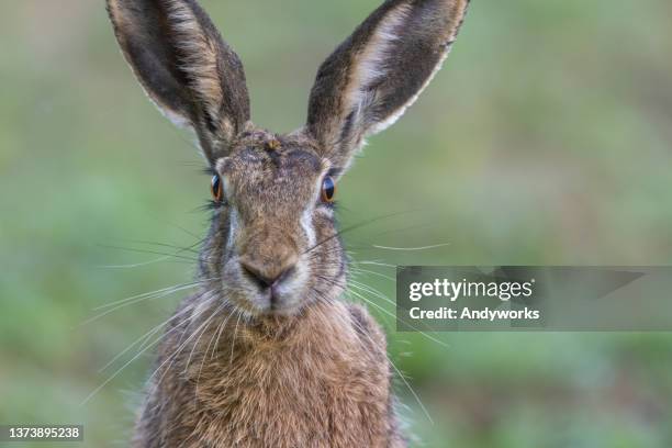 european hare - brown hare stockfoto's en -beelden