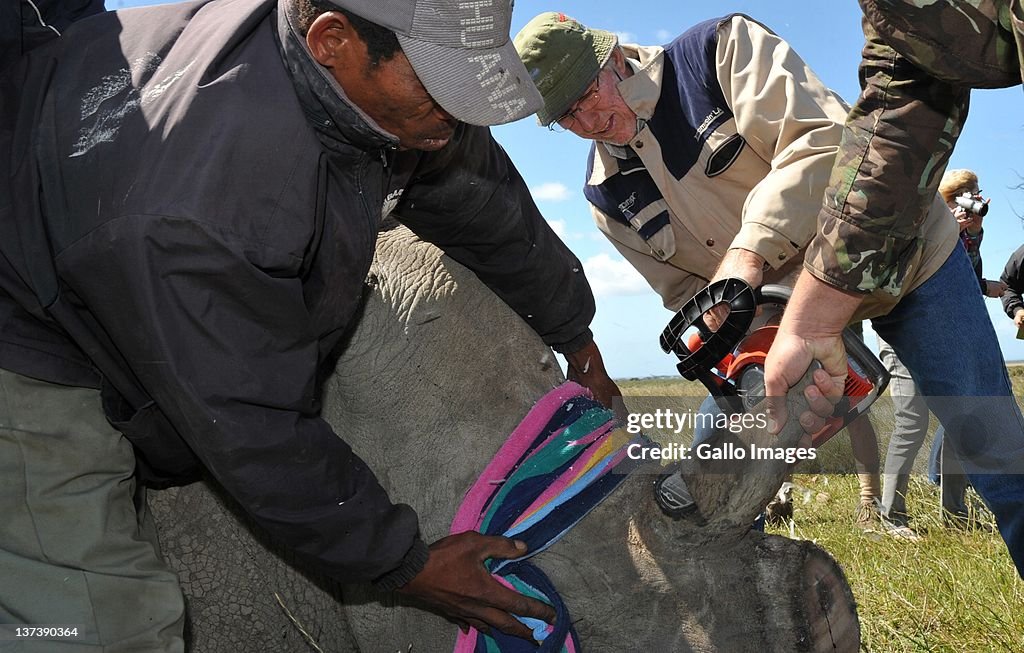 Rhino's horn removed as preventative measure - M24
