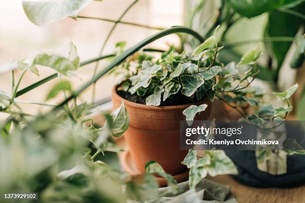 modern composition of home garden filled a lot of beautiful plants, cacti, succulents, air plant in different design pots. stylish botany interior. . home gardening concept. template. - lierre photos et images de collection