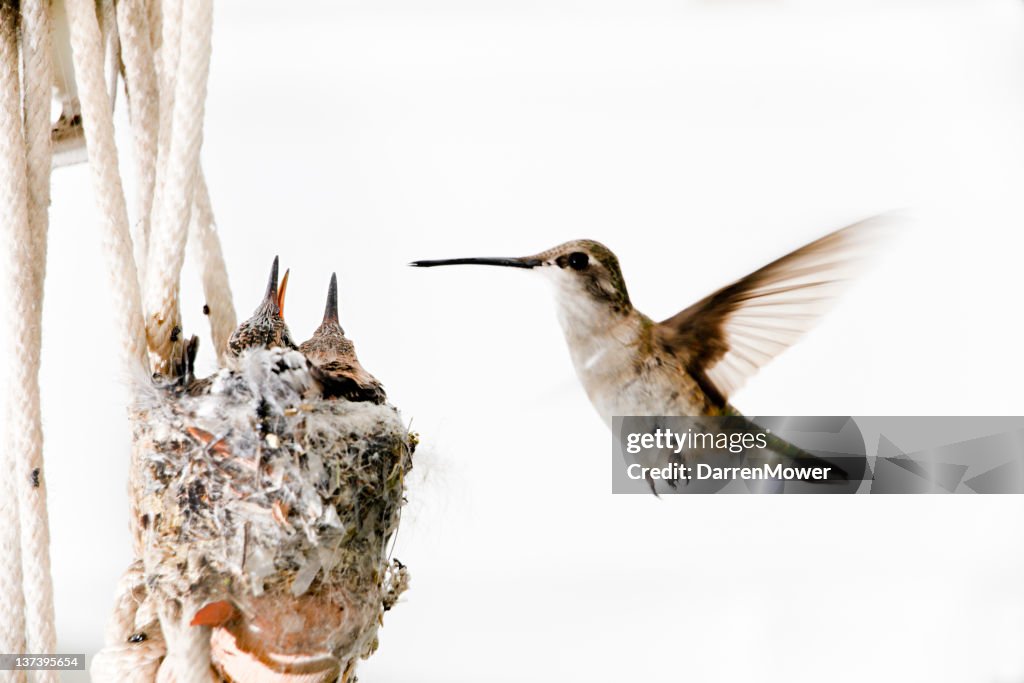 Black-chinned Hummingbirds