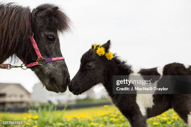 the newborn - bloemkroon stockfoto's en -beelden