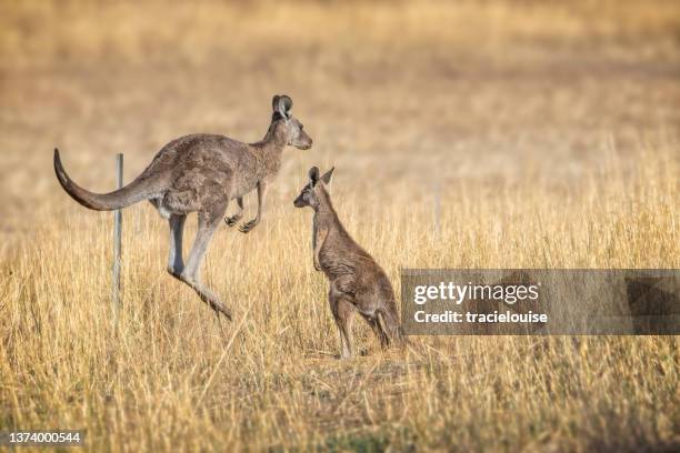 grey kangaroo hopping away - joey kangaroo stock pictures, royalty-free photos & images