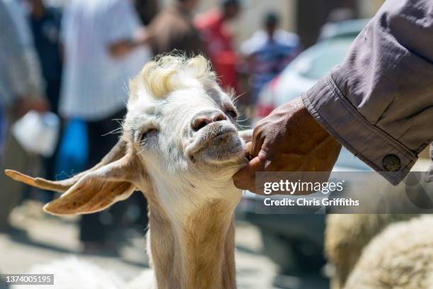 moulay idriss, middle atlas, morocco - aufopferung stock-fotos und bilder