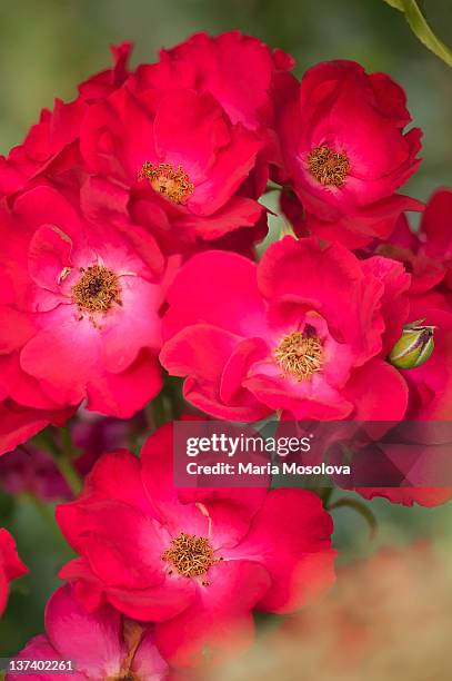 Single Knockout Roses Knock Out Roses Photos and Premium High Res Pictures - Getty Images