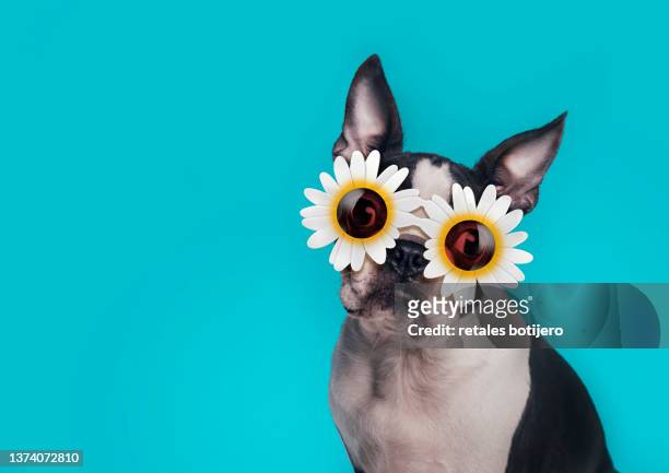 dog wearing flower sunglasses - boston terrier stockfoto's en -beelden