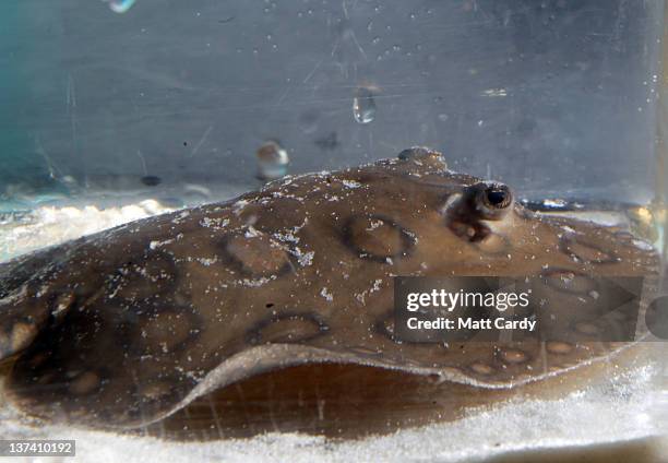 Sandrays Fish Stingray Fish Photos and Premium High Res Pictures - Getty Images