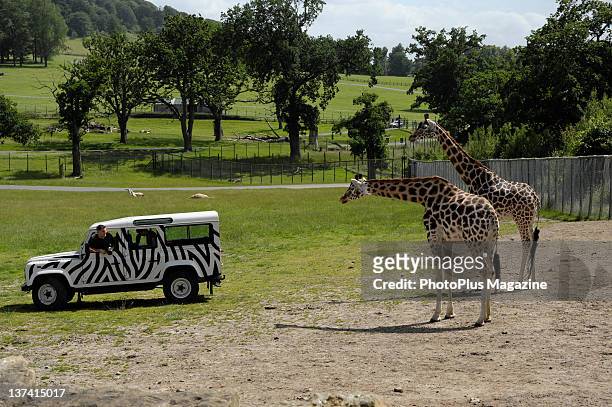 Two wildlife photographers in an SUV taking pictures of Rothschild giraffes at Longleat Safari Park on June 25, 2008.